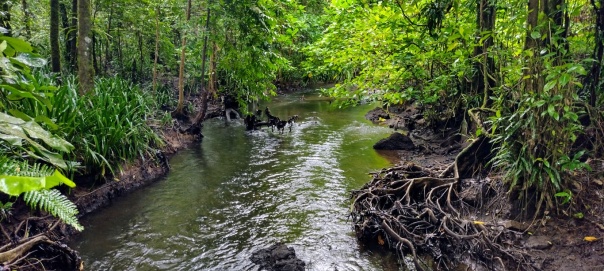 Yela riverine mangrove channel 